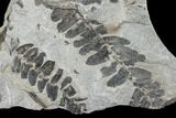 Pennsylvanian Fossil Fern (Neuropteris) Plate - Kentucky #176759-1